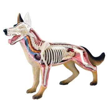 Анатомическая модель органа животного, 4D Игрушка для сборки интеллекта собаки, обучающая Анатомическая модель, научно-популярная техника DIY