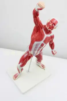Художественная модель для обучения мышцам человеческого тела Анатомия мышц человеческого тела Туловище 50 см